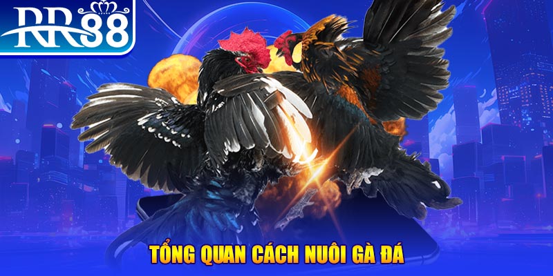 99ok1 xổ số thứ ba