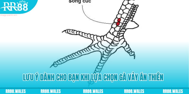 99ok1 xổ số khánh hòa