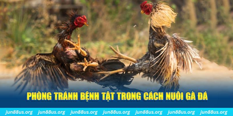 99ok1 natural” trong baccarat nghĩa là gì？